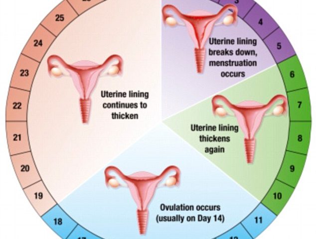 Menstrual Cycle Irregular Periods Infertility Treatment