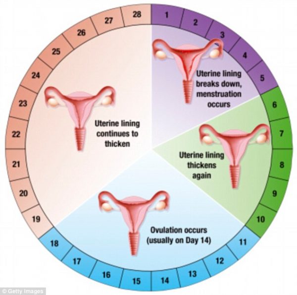 Menstrual health and fertility