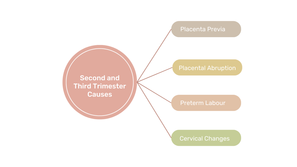 second-trimester-causes